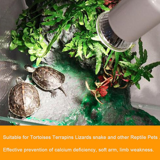 Tortoise Care 101: A Beginner’s Guide for Bangladeshi Owners