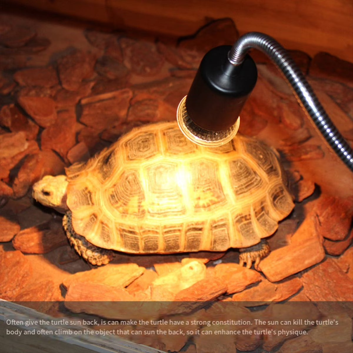 Tortoise
