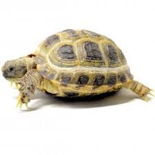 Horsfield's Tortoise