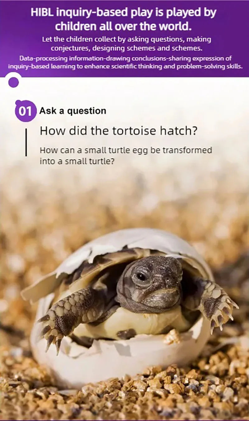 Turtle eggs can hatch and grow into a living organism. Climbing platform, sun drying platform, dedicated turtle tank, pet feedin