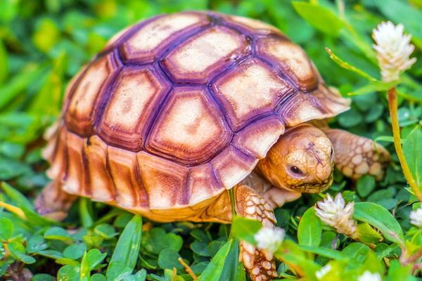 Sulcata Tortoise