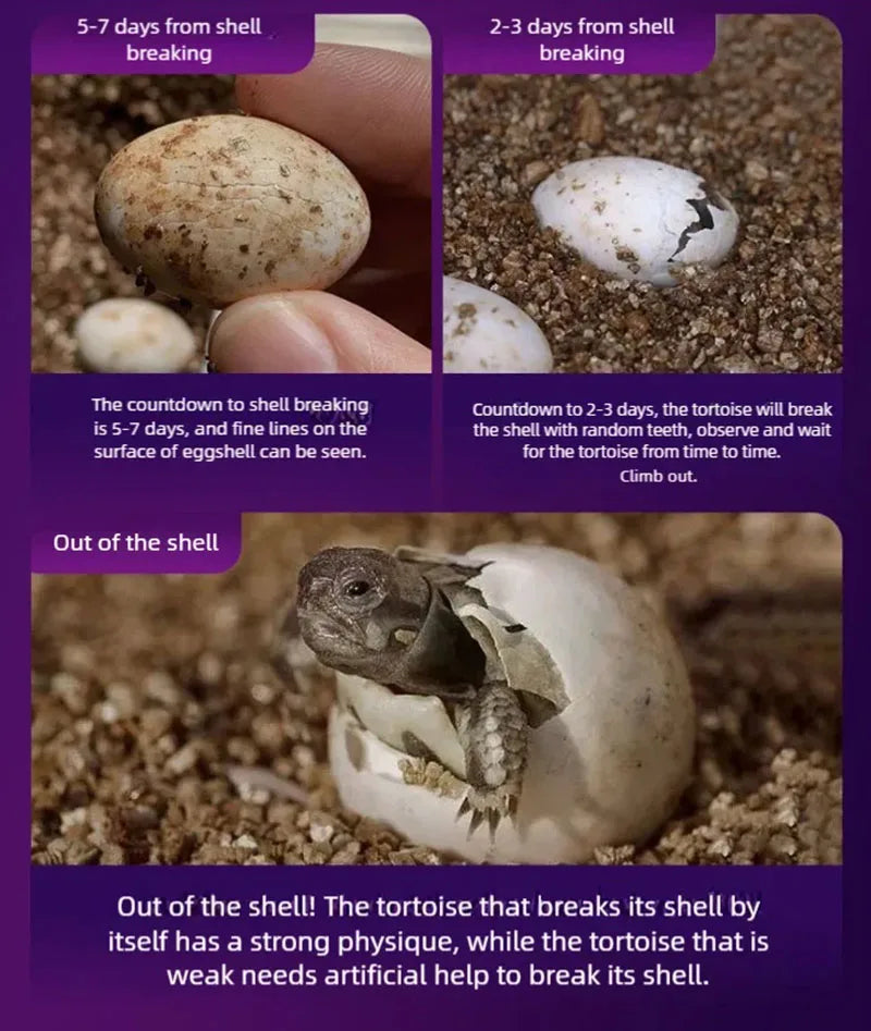 Turtle eggs can hatch and grow into a living organism. Climbing platform, sun drying platform, dedicated turtle tank, pet feedin