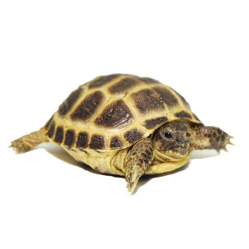 Horsfield Hatchlings