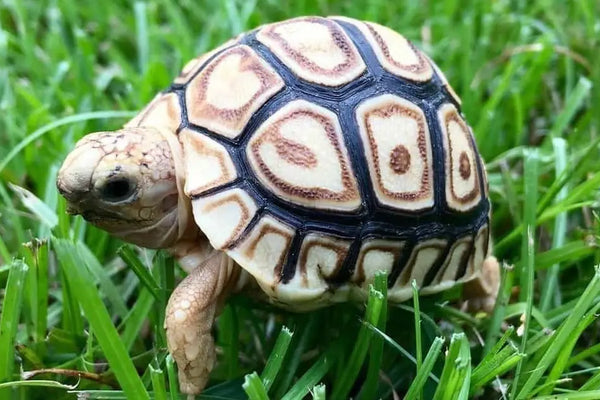 Leopard Tortoise