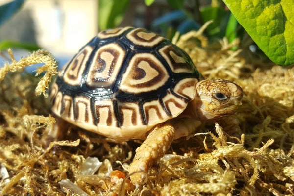 Leopard Tortoise