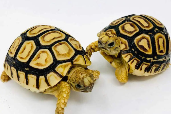 Leopard Tortoise