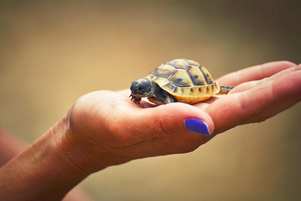Sulcata Tortoise