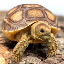 Sulcata Hatchlings