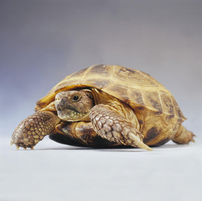 Tortoise Water Dish with Ramp Shallow